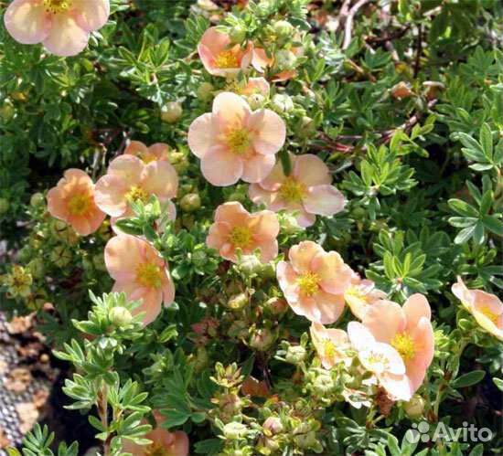 Лапчатка,спирея