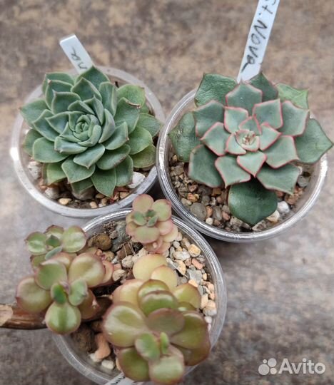 Суккуленты часть 3- Эхеверии, граптоверии