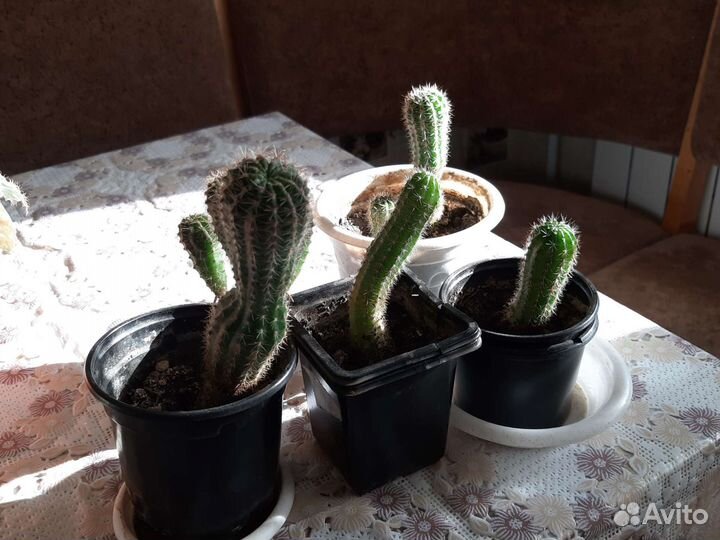 Комнатные цветы разные