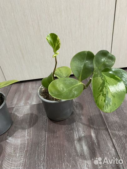 Пеперомия комнатный цветок