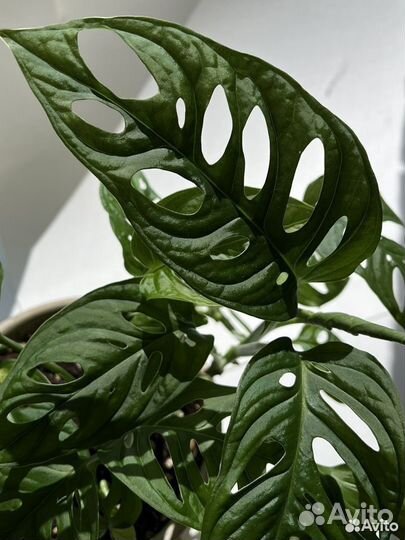 Монстера манки маск