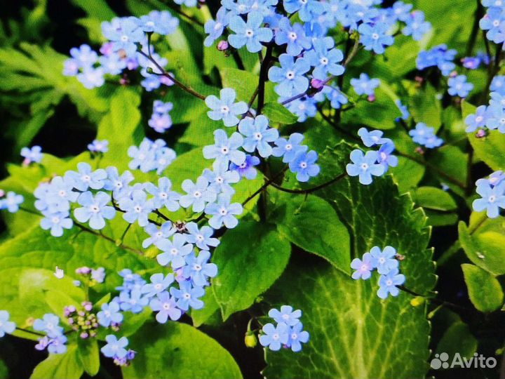 Многолетние растения