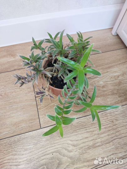 Комнатные растения.Разные