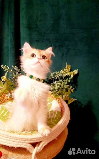 Золотой мальчишка