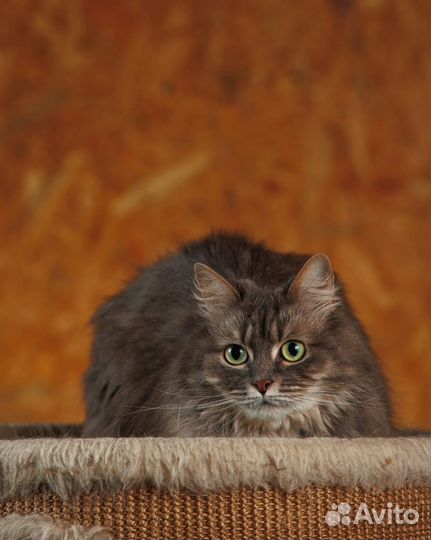 Ласковая кошечка Виола в добрые руки