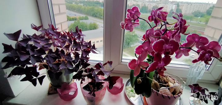 Комнатные растения