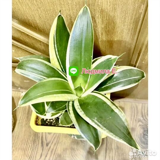 Сансевиерия Ханни Голд,Сноу Вайт,Даймонд флейм