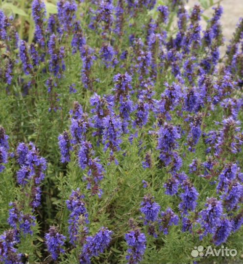 Иссоп (синий зверобой)