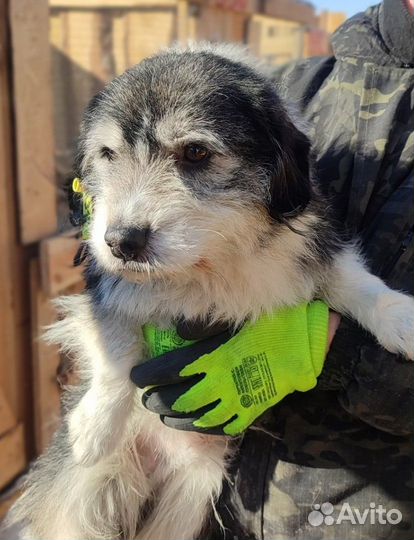 Маленький хорошенький песик