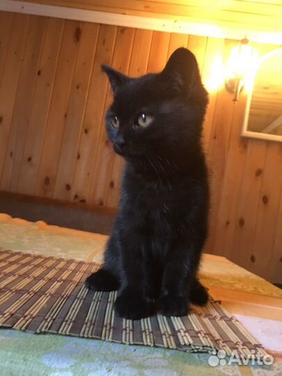 Котята добрые руки