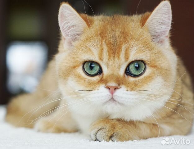 Потрясающий британский котенок золотая шиншилла объявление продам