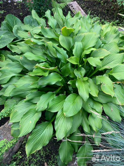 Многолетние садовые растения