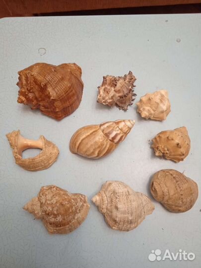 Морские ракушки раковины