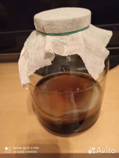 Чайный гриб