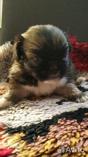 Щенки пекинеса