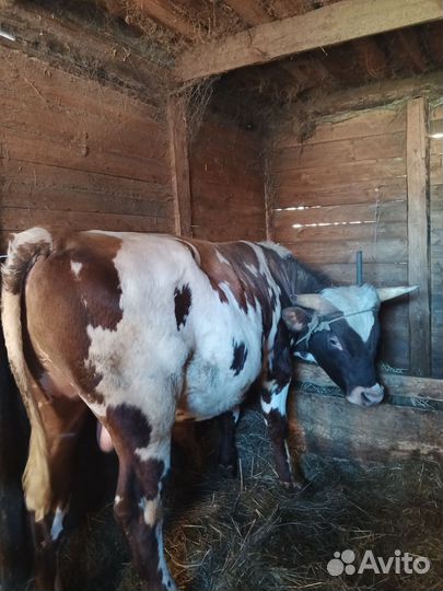 Бычки на мясо