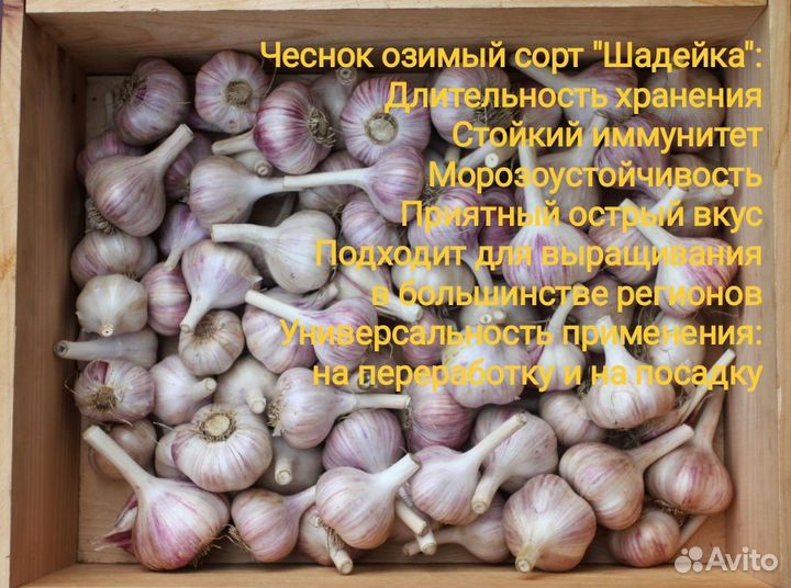 Чеснок свежий урожай сорт «Шадейка»