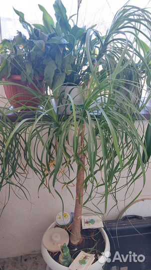 Нолина Бокарнея интерьерная (160-165 см от пола)