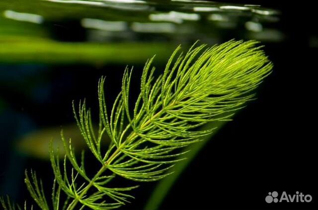 Роголистник