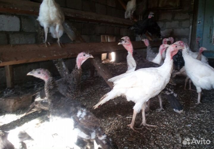 Подрощенные Индюки