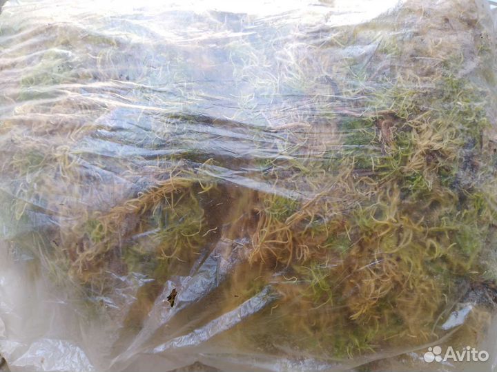 Мох сфагнум живой