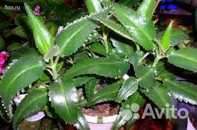 Продаю каланхоэ,алоэ, чайный гриб,фиалку,глоксинию