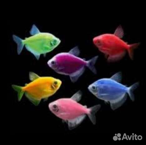 Пресноводные рыбки