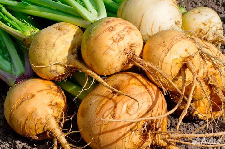 Семена репы и брюквы