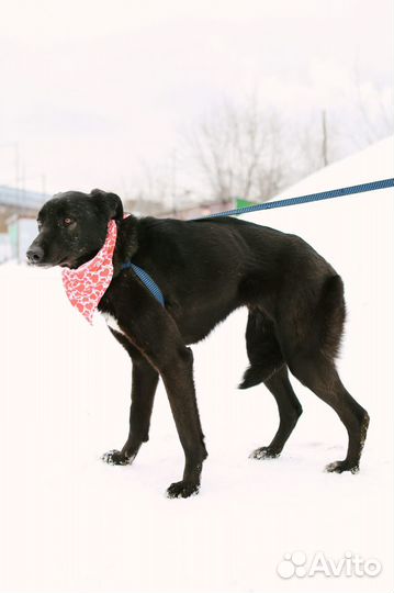 Собака в добрые руки Моника