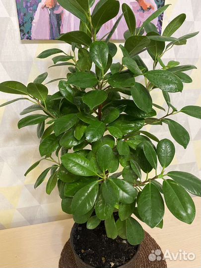 Фикус Макломе