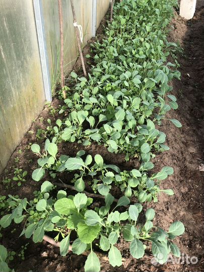 Капуста рассада