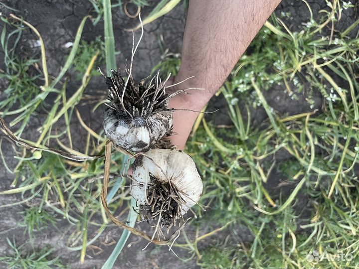 Чеснок семенной