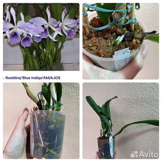 Орхидея каттлея