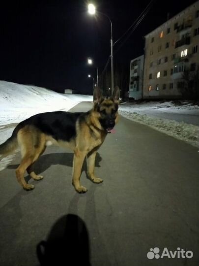 Кобель но вязка
