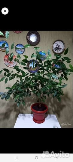 Фикус бенджамина