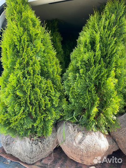 Туя смарагд