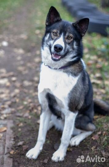 Собака в дар