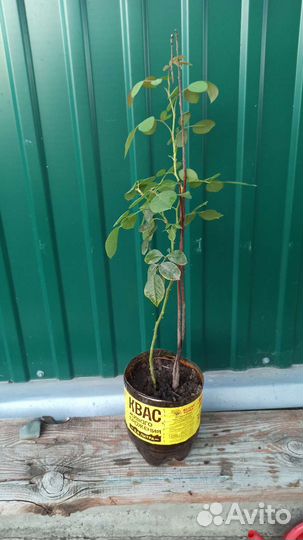 Роза плетистая