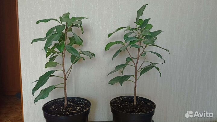 Фикус микрокарпа гинсенг