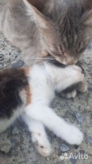 Котята в добрые руки