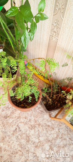 Tomarindo цветы