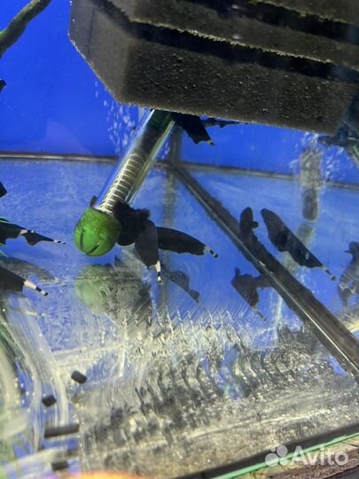 Рыба черный нож