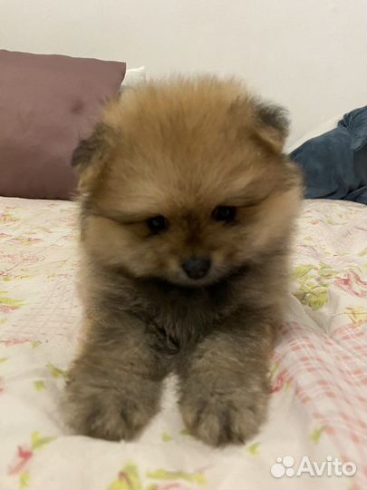 Померанский шпиц мини девочка