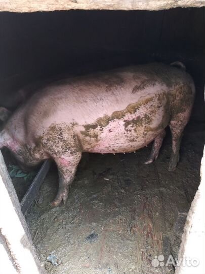 Свиноматки породы Ландрас