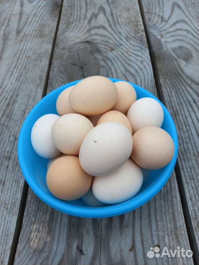 Яйцо куриное