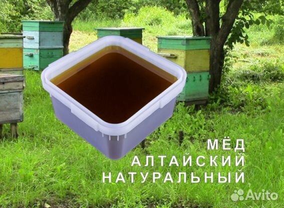 Мёд натуральный алтайский опт