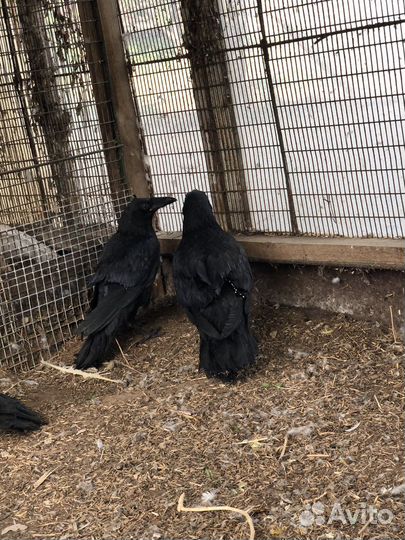 Птенцы Чёрного Ворона