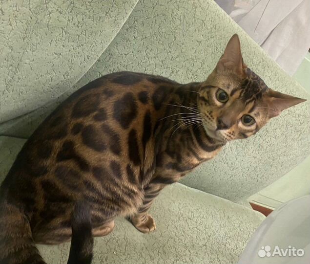 Вязка С красавчиком бенгалом