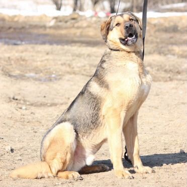 Анатолийская овчарка, взрослый пёс