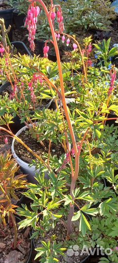 Многолетние цветы